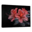 Rose, noir, rhododendron, fleur de minuit I - salon d'art mural rhododendron-1660554766-1824067025