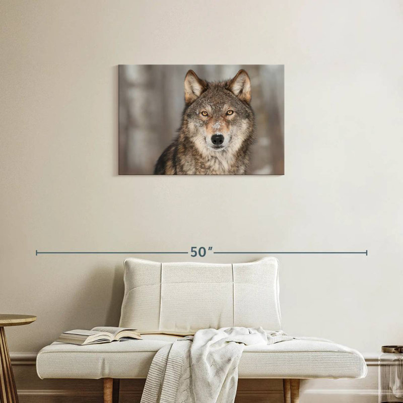 Loup gris Brampt, H 20 po x l 30 po