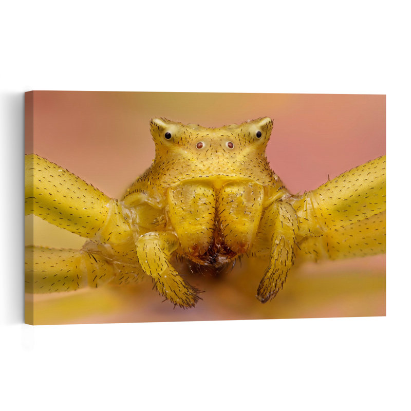 Yellow Crab Spider Contemporary Crab Spider Wall Art Print 1 Piece Wrapped Canvas Wall Art, 101.6cm H x 152.4cm W