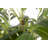 67" Artificial Faux Weeping Fig Tree in a  Resin Planter Real Touch Fake Ficus Benjamina Tree