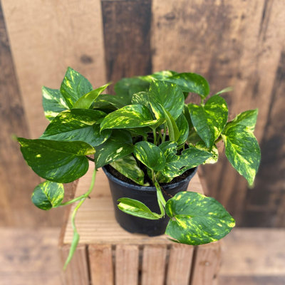 Golden Pothos - Live Plant in a 4 Inch Pot - Epipremmum Aureum - Stunning Houseplant with Unique Foliage - The Perfect Air Purifying Houseplant Companion