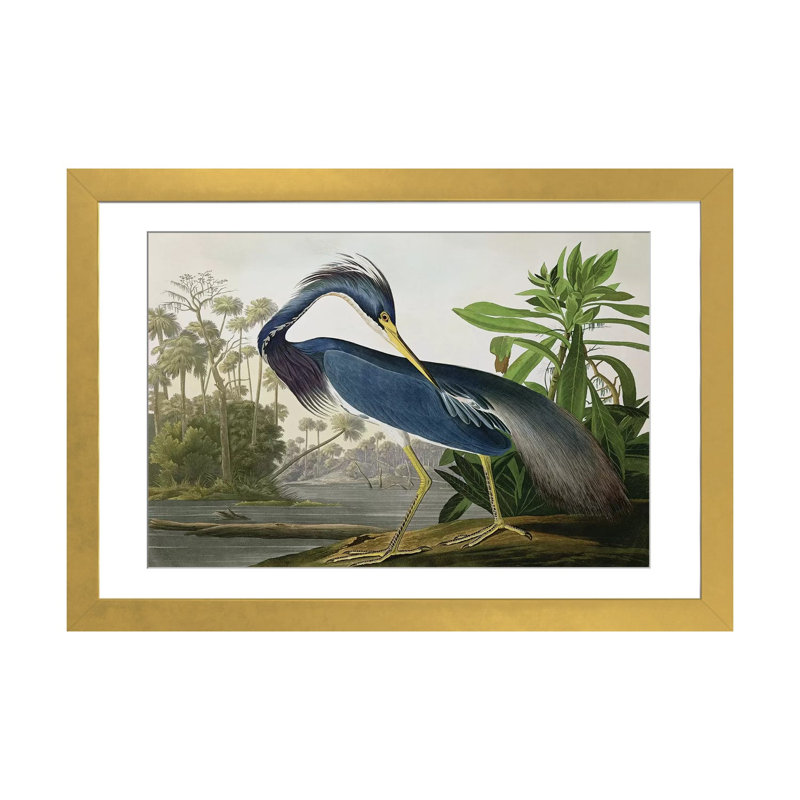 Louisiana Heron, reproduction d'art encadrée sur papier par John James Audubon, Encadrement doré, H 16 po x l 24 po x P 1 po