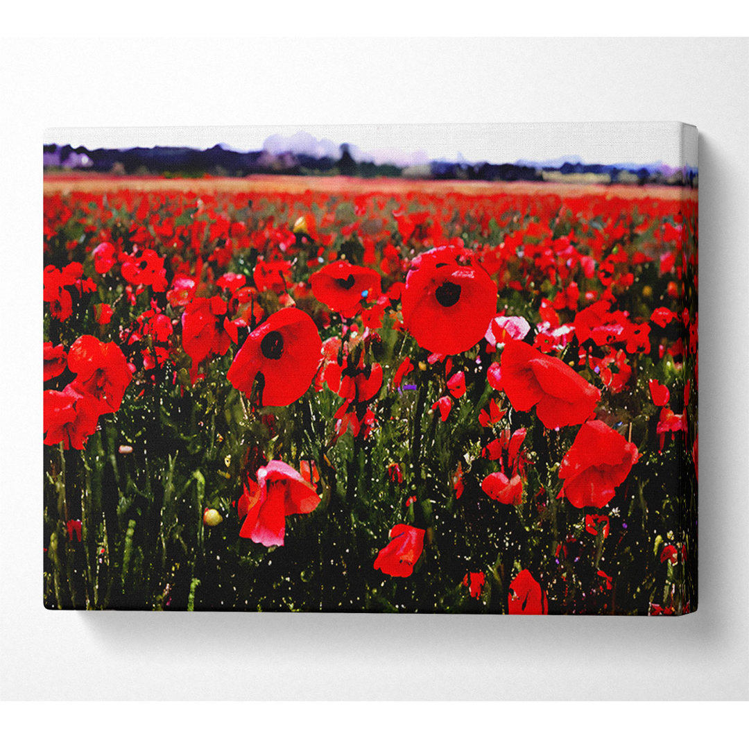 Roter Mohn Feldhügel - Druck