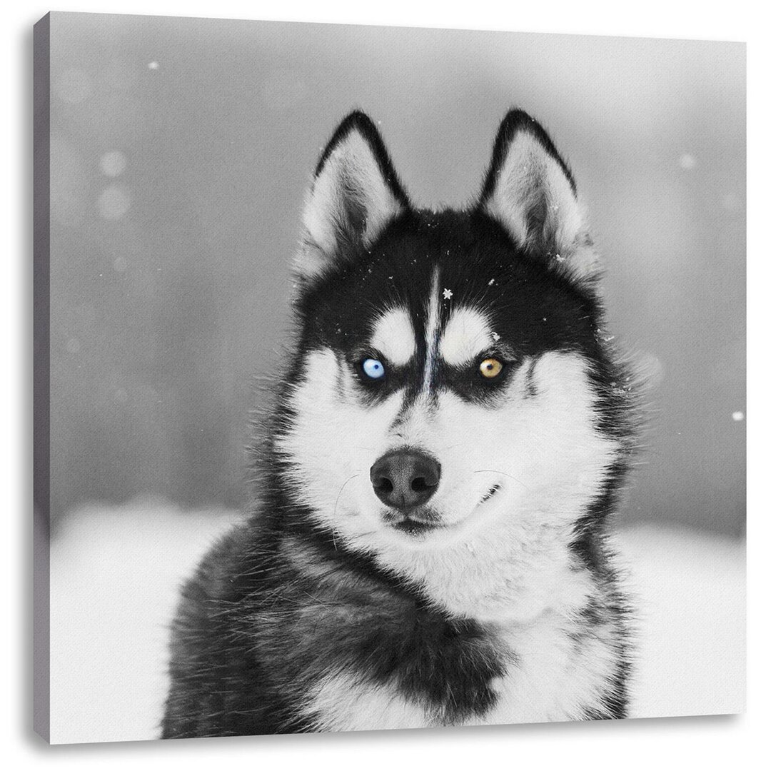 Leinwandbild Husky mit verschiedenen Augenfarben