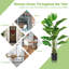 60 plantes