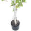 152.4 cm H Faux Birch Tree Plant in Resin Planter
