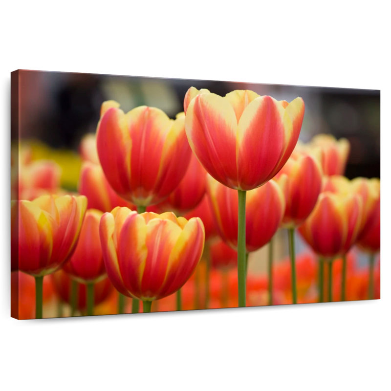 Tulipes rouges Harnek, H 16 po x l 24 po