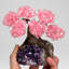 Small Rose Quartz Clustered Gemstone on Amethyst Matrix (The Love Tree)