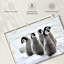Brampt charmants poussins pingouins-108816373