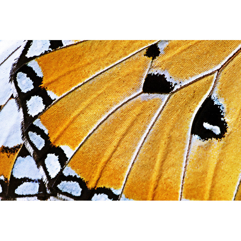 Closed Up Butterfly Wing by Adisak Mitrprayoon, 20" H x 30" W
