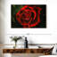Élégante rose rouge rosée-107693581