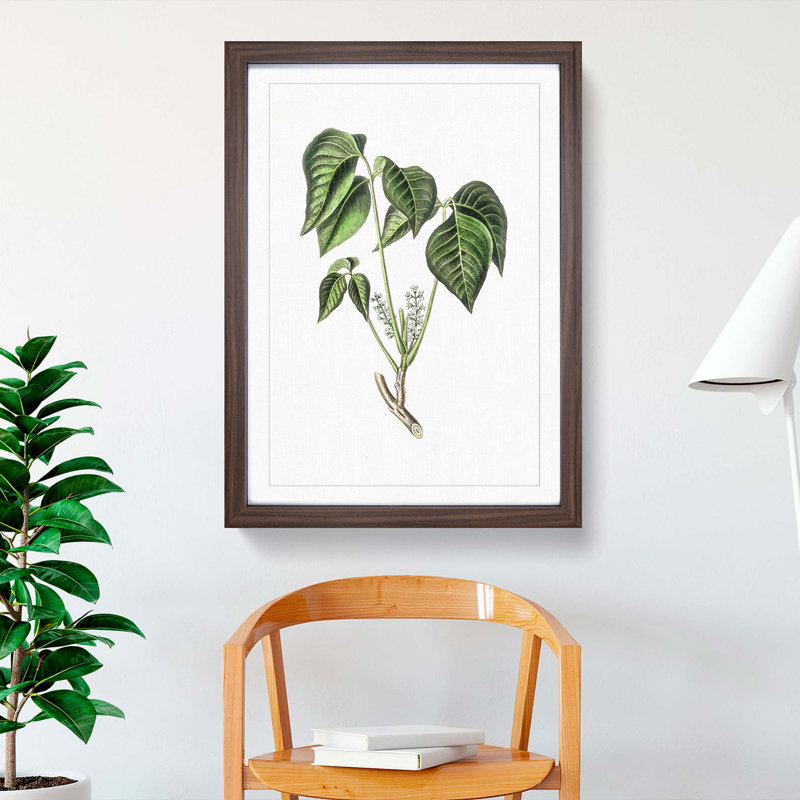Poison Ivy Illustration - Picture Frame Painting Print, 36cm H x 27cm W x 2cm D, Walnut Framed