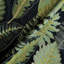 Boutique Julio Cotton Blend Performance Fabric