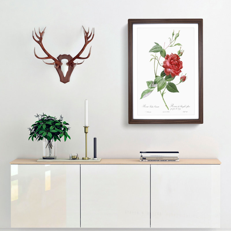 Blood-Red Bengal Rose by Pierre-Joseph Redoute - Picture Frame Graphic Art Print, Walnut Framed, 36cm H x 27cm W x 2cm D