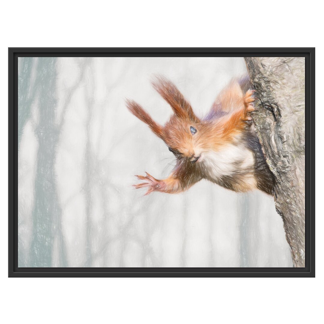 Gerahmtes Wandbild Neugierig rotes EichhÃ¶rnchen