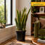 Snake Plant in Nursery Pot