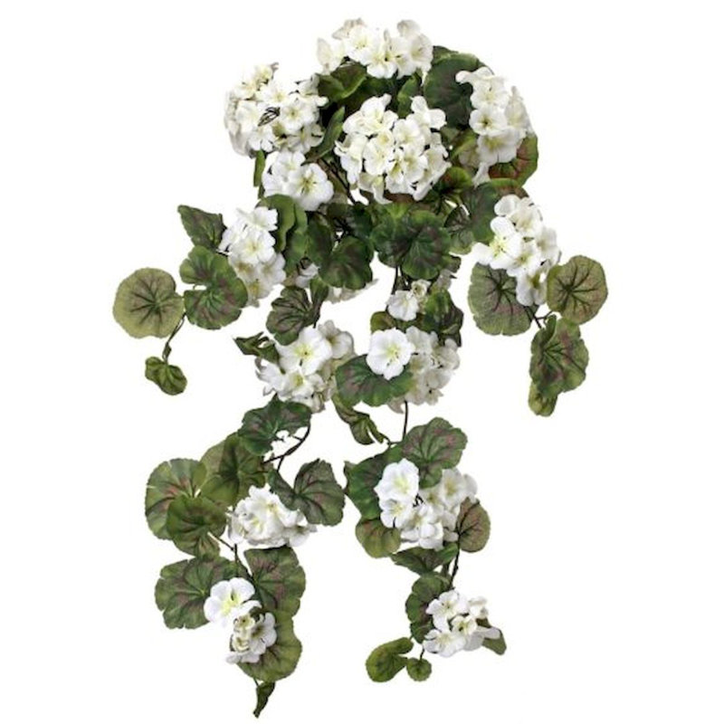 Buisson de géranium suspendu, Blanc