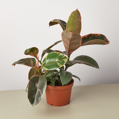 House Plant Shop Live Ficus Plant
