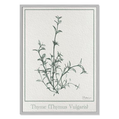 Thymus Vulgaris Framed On Paper by Albert Koetsier Print