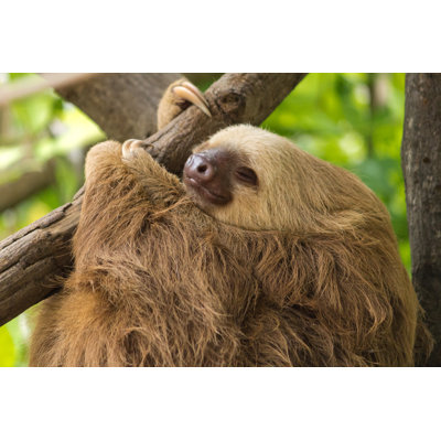 Sleeping Sloth by Justin Davis - Wrapped Canvas Print