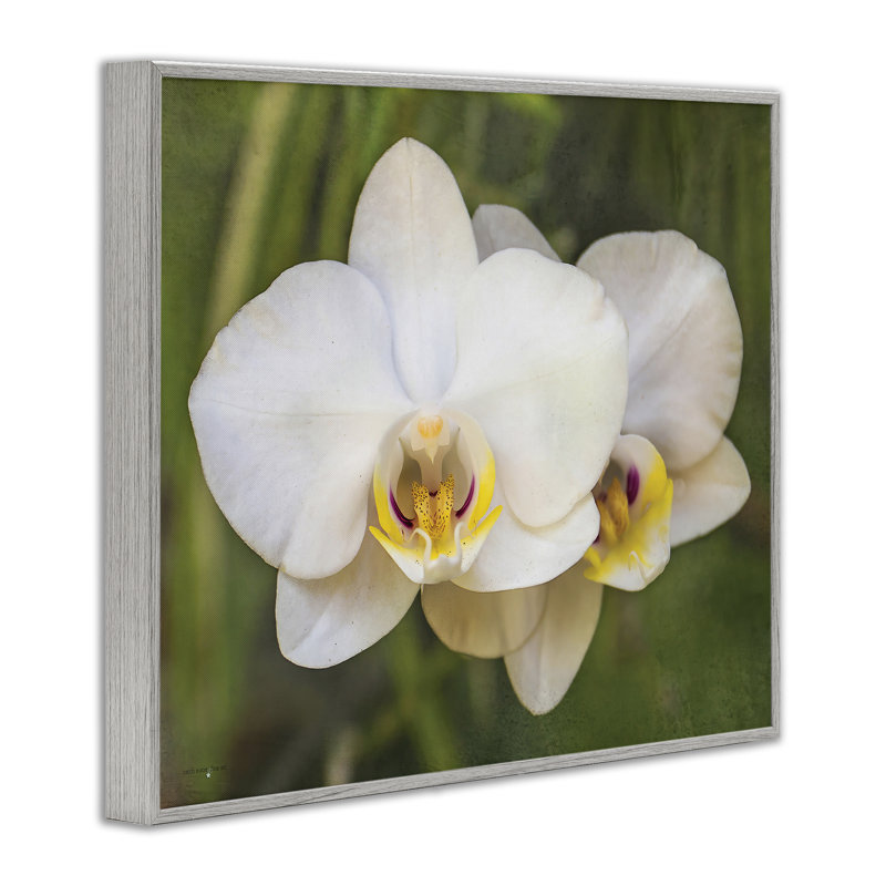 Orchidée Blossom Glow, estampe numérique, design par Seven Trees Design, H 16 po x l 20 po, Estampe numérique Farmhouse