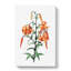 Tiger Lily Flowers by Pierre-Joseph Redoute - Wrapped Canvas Painting-55361356