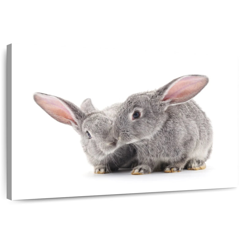 Deux bébés lapins