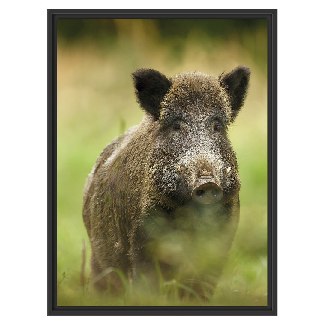 Gerahmtes Wandbild Wildschwein auf Wiese