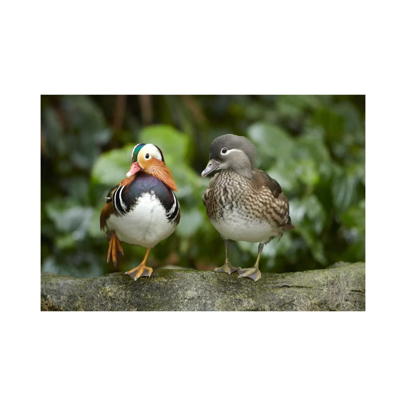Mandarin Duck Male And Female, Jurong Bird Park, Singapore by Tim Fitzharris - Wrapped Canvas Print