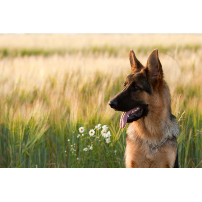 Berger allemand - photographie sur toile tendue