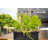 Tolmino 48" W Self-Watering Outdoor Planter Box -1199797206-1166332840