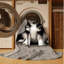  Tapis lavable finlandais Lapphund Dogs-353602155