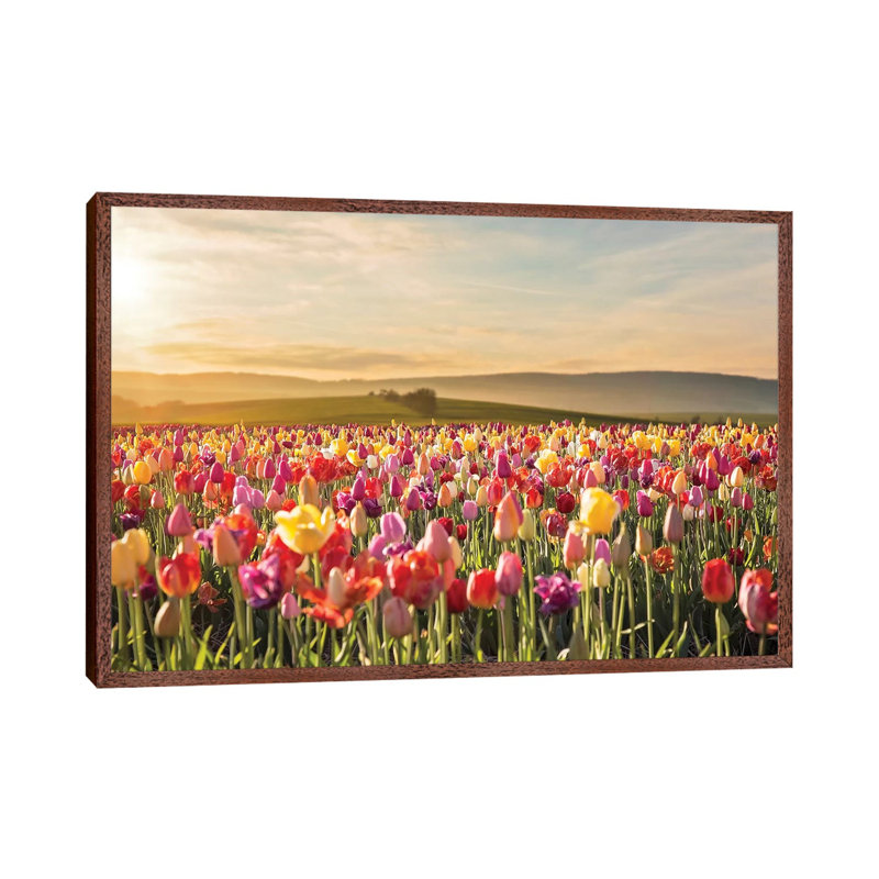 Tulip Field Sunrise by Karen Burke - Print on Canvas, Classic Brown Wood Framed, 66.04cm H x 101.6cm W x 3.81cm D