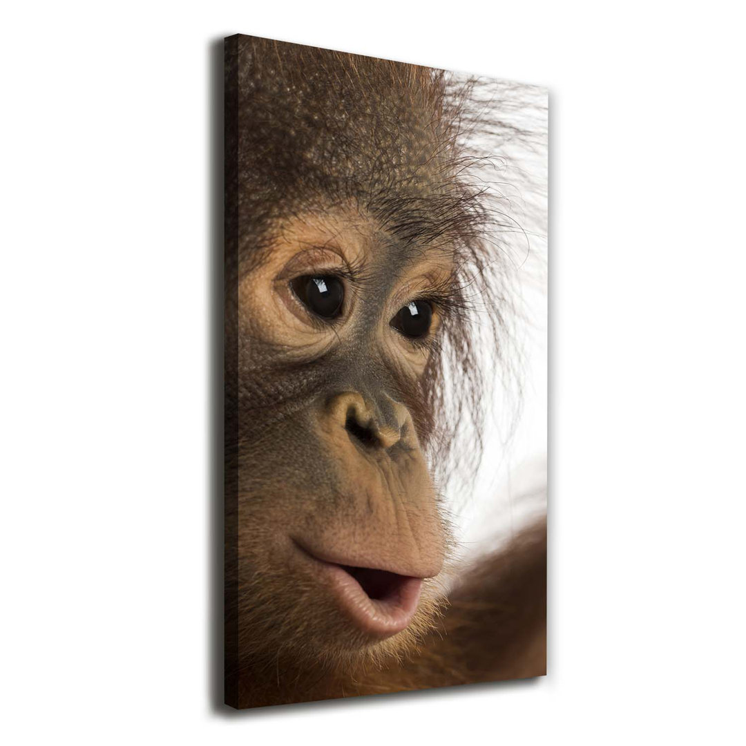 Ein junger Orang-Utan - Kunstdrucke auf Leinwand - Wrapped Canvas