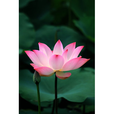 Sacred Lotus - Wrapped Canvas Print