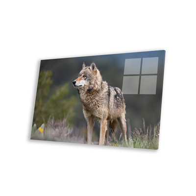 " Gray Wolf, North America II " by Tim Fitzharris