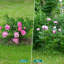 Grow By Plant Support-109019019