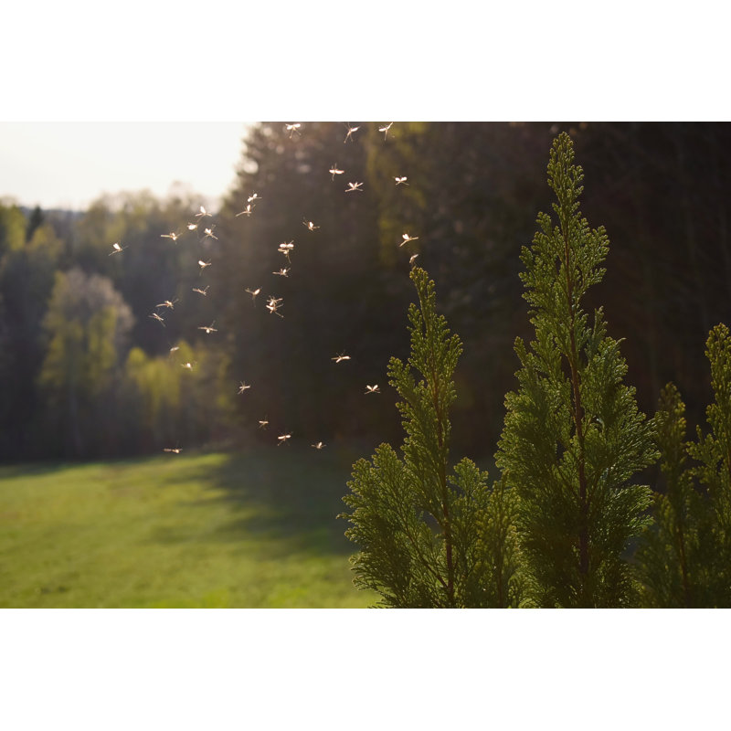 Mosquitos Flying In Sunset Light by Tunatura - Wrapped Canvas Print, 30.48cm x 45.72cm