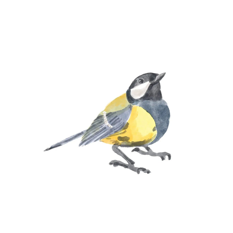 Songbird III 1 Piece Wrapped Canvas Wall Art, 93.98 cm H x 93.98 cm W x 3.175 cm D