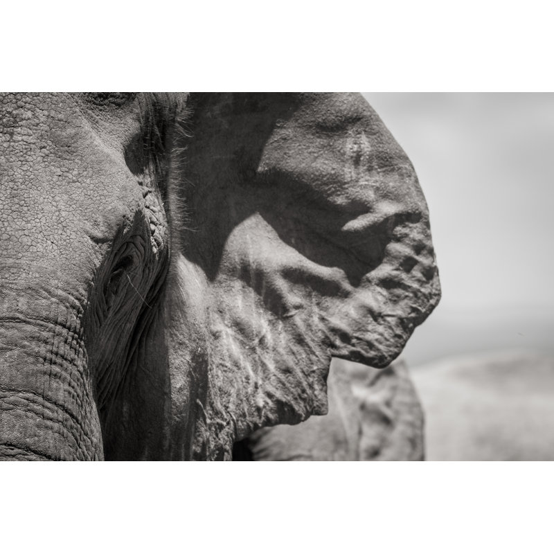 Libman Elephant Headshot - Wrapped Canvas Print, 51cm H x 76cm W x 3.8cm D