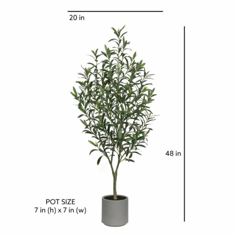 4' Fruitless Olive Tree in Pot