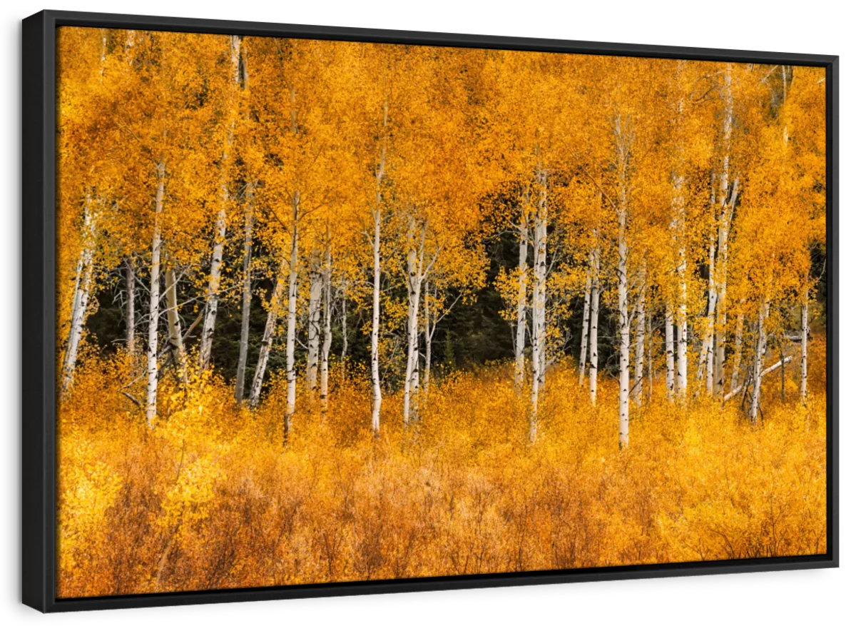 Loon Peak® Grand Teton Aspen Trees Canvas Print | Wayfair