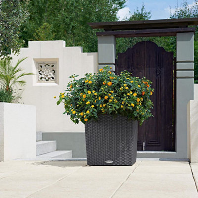 Moneak Planter Box