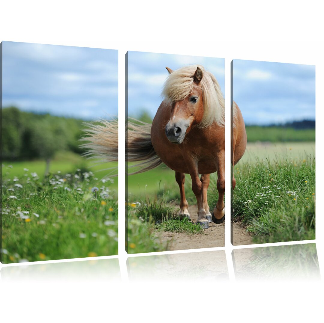 3-tlg. Leinwandbilder-Set "Shetlandpony auf der Wiese", Gicleedruck