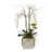 Orchid Arrangement in Pot