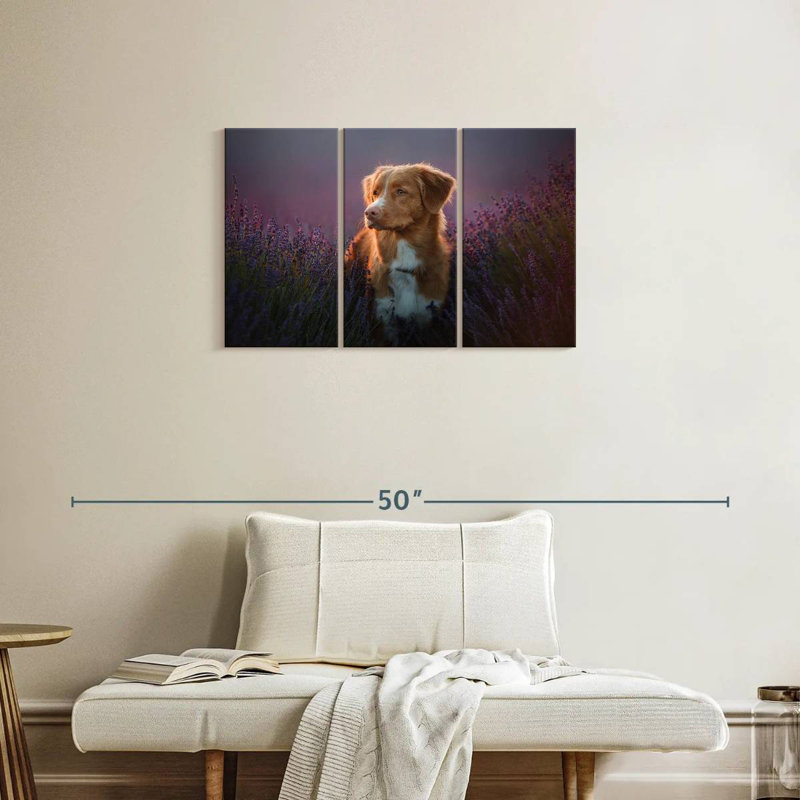 Golden retriever dans un champ de lavande, H 20 po x l 33 po