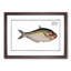 African Herring Fish by M.E. Bloch - Single Picture Frame Painting-55547779-55547775