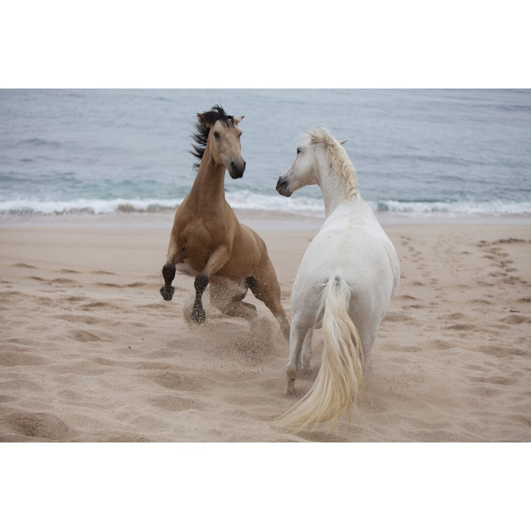 Leinwandbild Playtime At The Beach von Susan Friedman