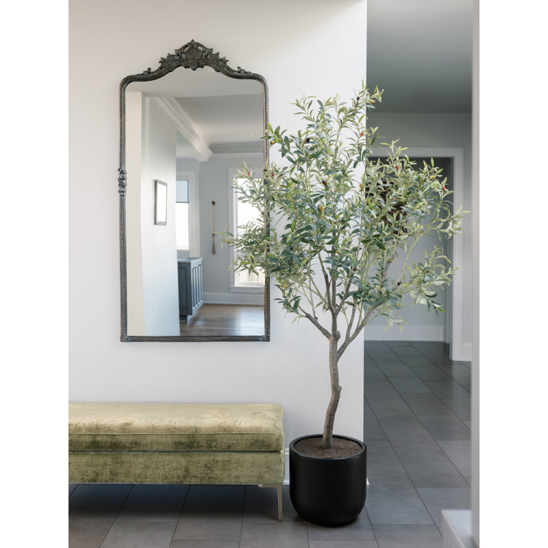 6.5FT OLIVE TREE, POTTED