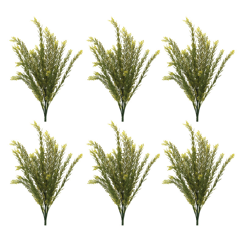 «Baby Tears Foliage Bush»